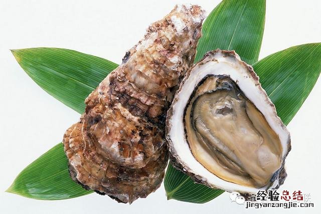 各种贝类海鲜大全图解 25种贝壳类海鲜