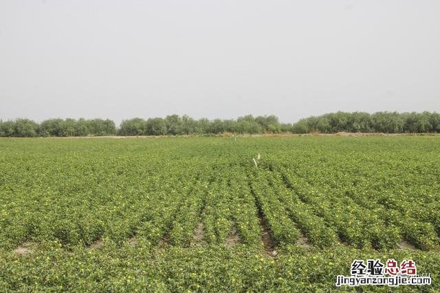 新疆自驾完美路线 新疆游玩路线推荐