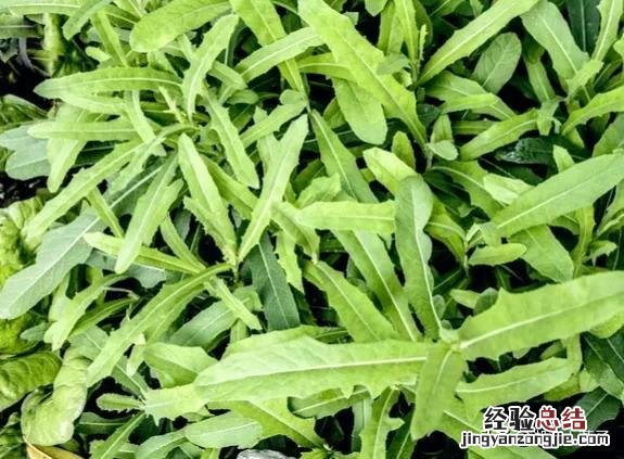 春季各种野菜名称识别方法图片 春天野菜的种类和图片大全