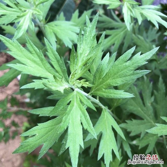 春季各种野菜名称识别方法图片 春天野菜的种类和图片大全