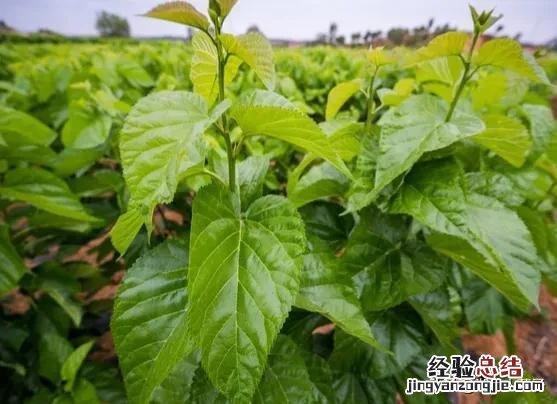 春季各种野菜名称识别方法图片 春天野菜的种类和图片大全