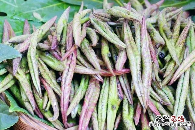 春季各种野菜名称识别方法图片 春天野菜的种类和图片大全
