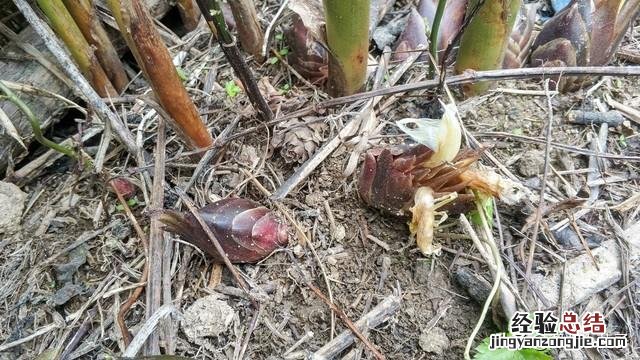 春季各种野菜名称识别方法图片 春天野菜的种类和图片大全