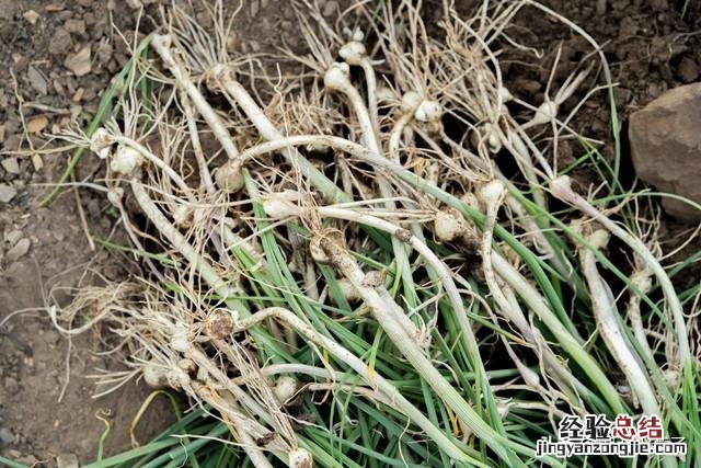 春季各种野菜名称识别方法图片 春天野菜的种类和图片大全