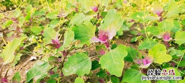 春季各种野菜名称识别方法图片 春天野菜的种类和图片大全