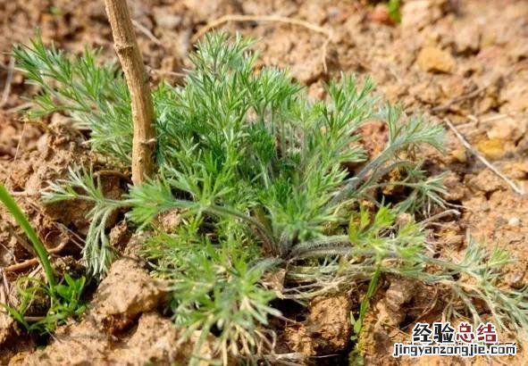 春季各种野菜名称识别方法图片 春天野菜的种类和图片大全