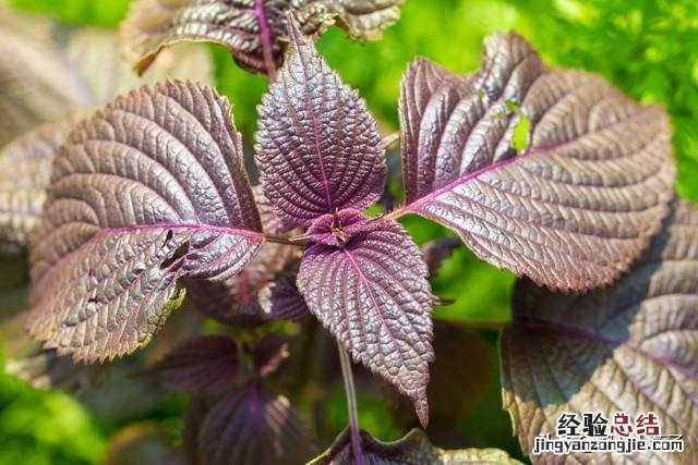 春季各种野菜名称识别方法图片 春天野菜的种类和图片大全