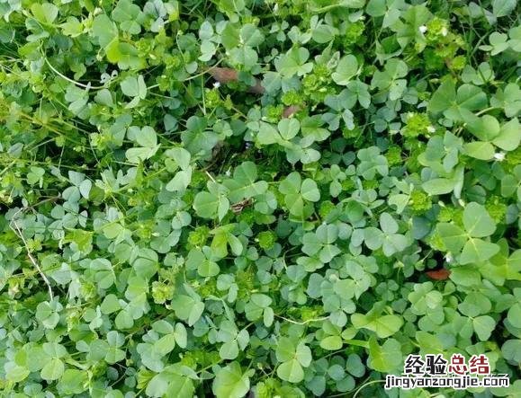 春季各种野菜名称识别方法图片 春天野菜的种类和图片大全