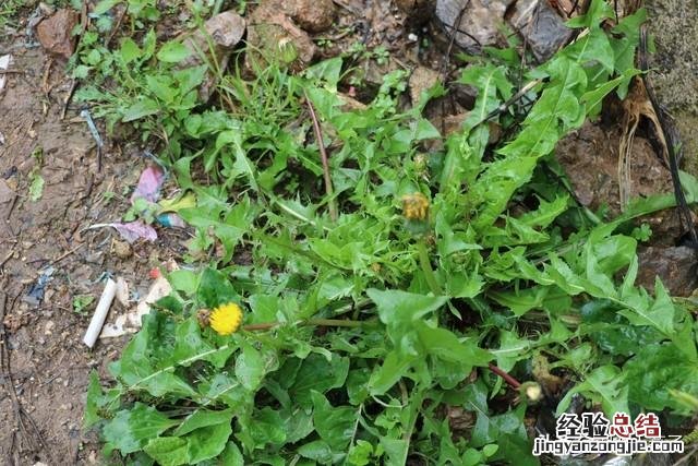 春季各种野菜名称识别方法图片 春天野菜的种类和图片大全