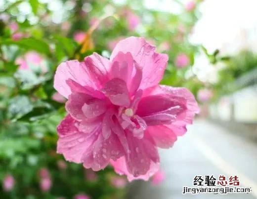 春季各种野菜名称识别方法图片 春天野菜的种类和图片大全