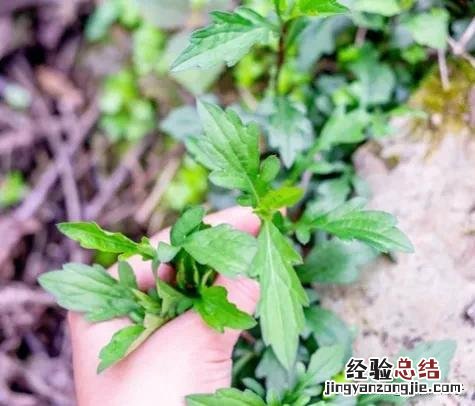 春季各种野菜名称识别方法图片 春天野菜的种类和图片大全