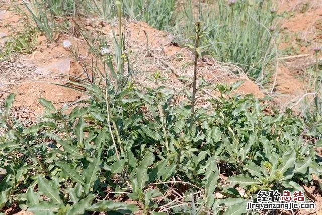 春季各种野菜名称识别方法图片 春天野菜的种类和图片大全
