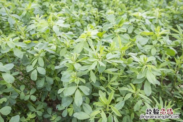 春季各种野菜名称识别方法图片 春天野菜的种类和图片大全