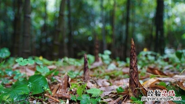 春季各种野菜名称识别方法图片 春天野菜的种类和图片大全