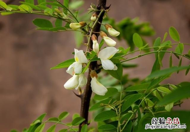 春季各种野菜名称识别方法图片 春天野菜的种类和图片大全