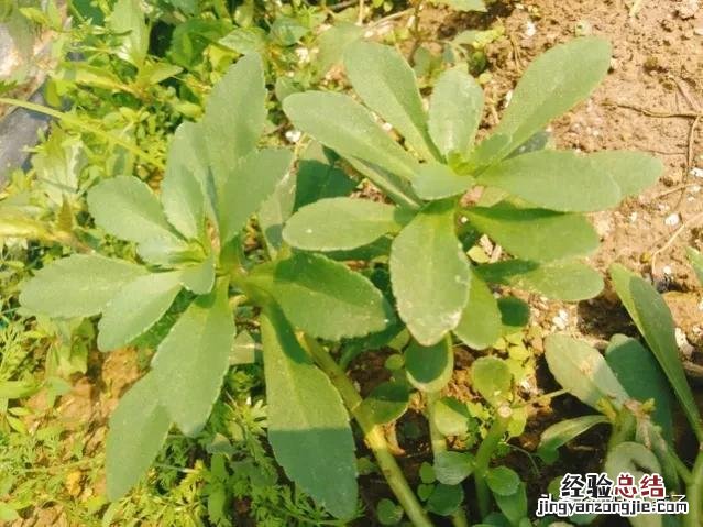 春季各种野菜名称识别方法图片 春天野菜的种类和图片大全
