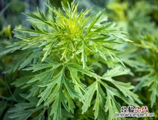 春季各种野菜名称识别方法图片 春天野菜的种类和图片大全