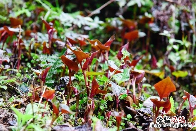 春季各种野菜名称识别方法图片 春天野菜的种类和图片大全