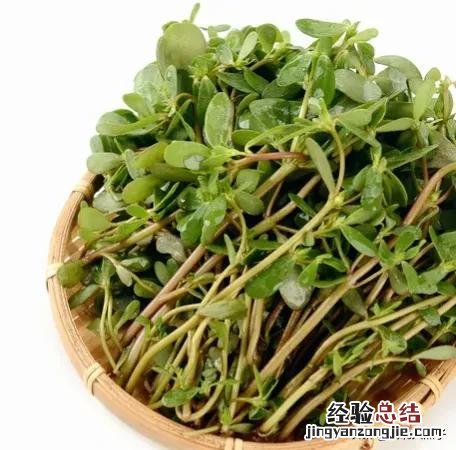 春季各种野菜名称识别方法图片 春天野菜的种类和图片大全