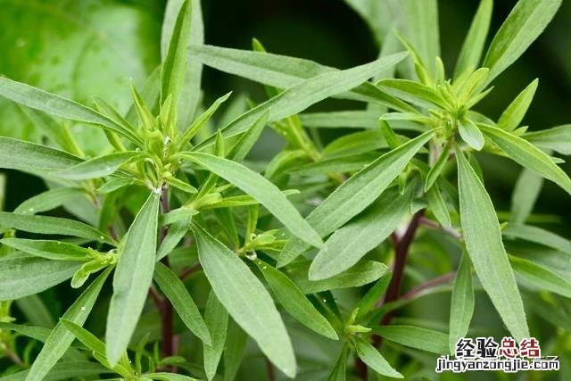 春季各种野菜名称识别方法图片 春天野菜的种类和图片大全