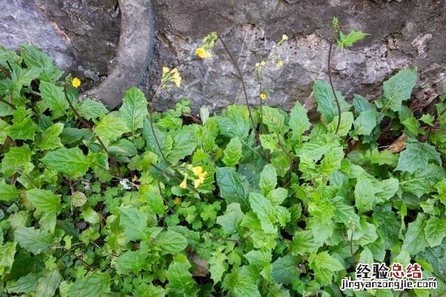 春季各种野菜名称识别方法图片 春天野菜的种类和图片大全