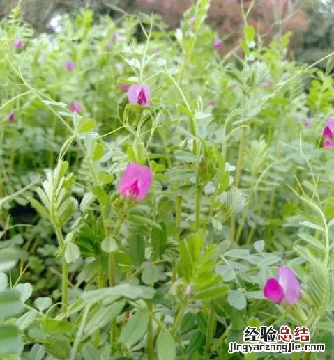 春季各种野菜名称识别方法图片 春天野菜的种类和图片大全