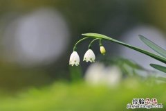 春季各种野菜名称识别方法图片 春天野菜的种类和图片大全