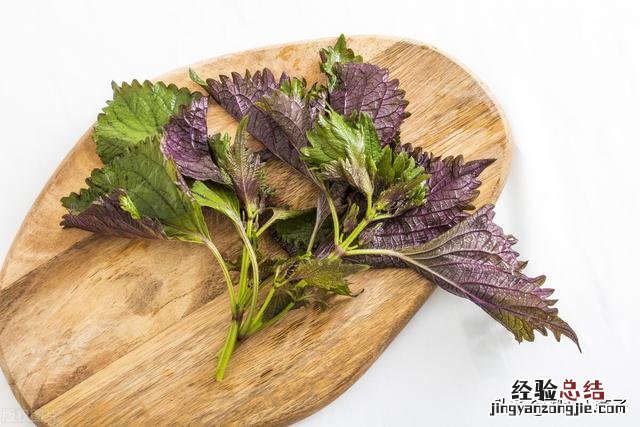 春季各种野菜名称识别方法图片 春天野菜的种类和图片大全