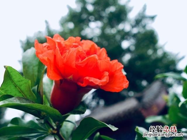 春季各种野菜名称识别方法图片 春天野菜的种类和图片大全
