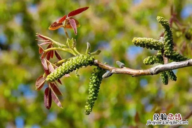 春季各种野菜名称识别方法图片 春天野菜的种类和图片大全