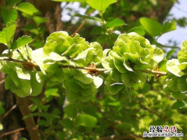 春季各种野菜名称识别方法图片 春天野菜的种类和图片大全