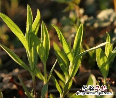 春季各种野菜名称识别方法图片 春天野菜的种类和图片大全