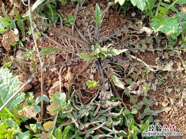 春季各种野菜名称识别方法图片 春天野菜的种类和图片大全