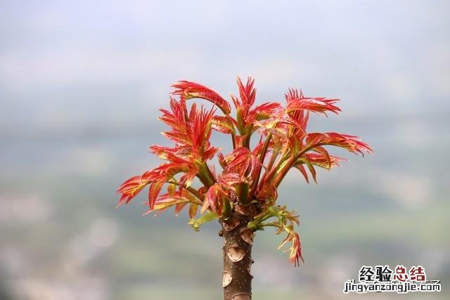 春季各种野菜名称识别方法图片 春天野菜的种类和图片大全