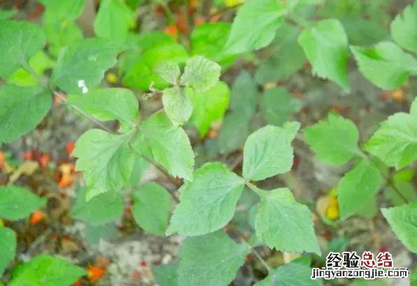春季各种野菜名称识别方法图片 春天野菜的种类和图片大全