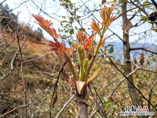春季各种野菜名称识别方法图片 春天野菜的种类和图片大全
