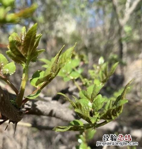 春季各种野菜名称识别方法图片 春天野菜的种类和图片大全
