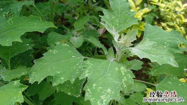 春季各种野菜名称识别方法图片 春天野菜的种类和图片大全