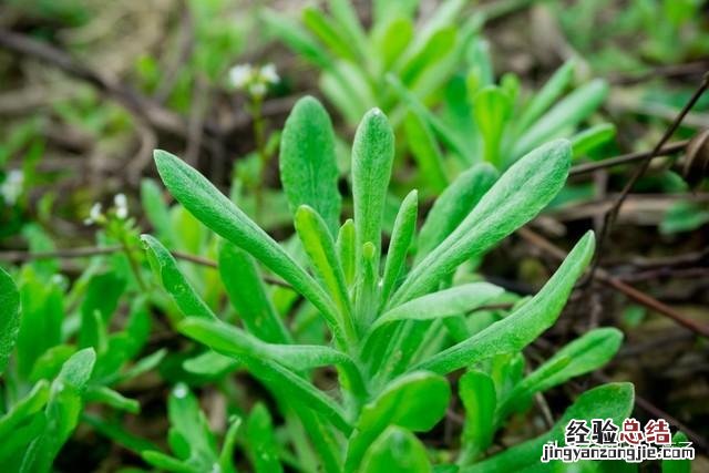 春季各种野菜名称识别方法图片 春天野菜的种类和图片大全