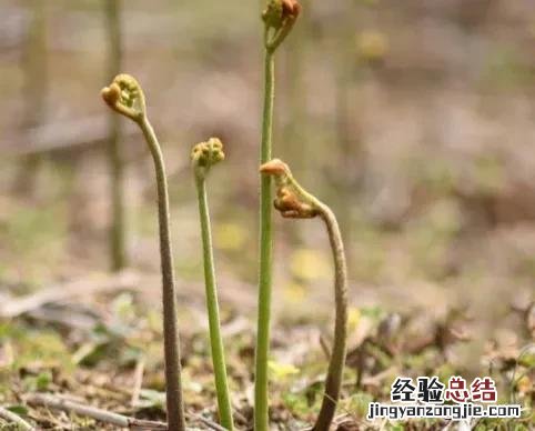 春季各种野菜名称识别方法图片 春天野菜的种类和图片大全