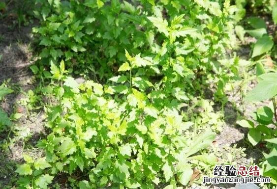 春季各种野菜名称识别方法图片 春天野菜的种类和图片大全