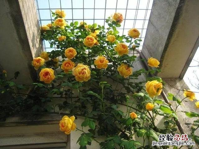 阳台养月季最好养的十个品种 十大公认最好月季排名