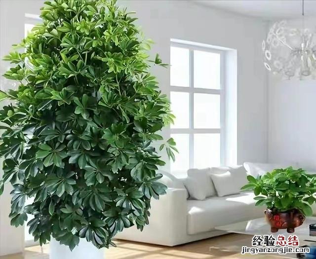 客厅养什么花寓意最好 客厅放什么花最吉祥