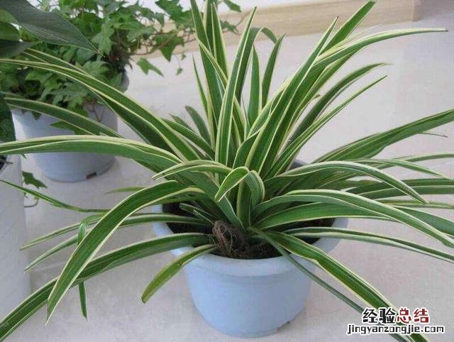 净化空气吸甲醛养哪种花好 什么绿植去除甲醛效果最好