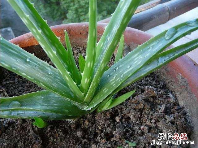 净化空气吸甲醛养哪种花好 什么绿植去除甲醛效果最好