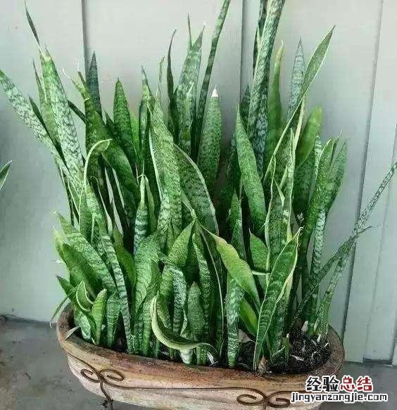 净化空气吸甲醛养哪种花好 什么绿植去除甲醛效果最好
