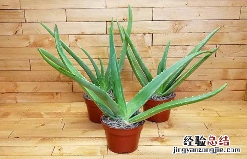 净化空气吸甲醛养哪种花好 什么绿植去除甲醛效果最好
