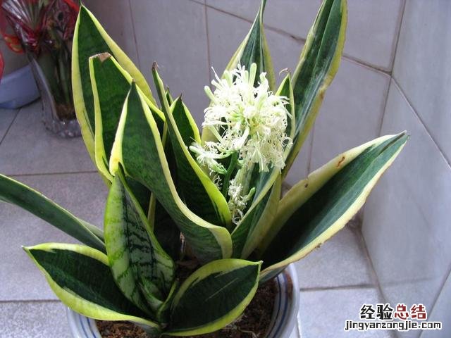 净化空气吸甲醛养哪种花好 什么绿植去除甲醛效果最好