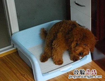 泰迪幼犬怎么教定点大小便 泰迪幼犬怎么训练大小便