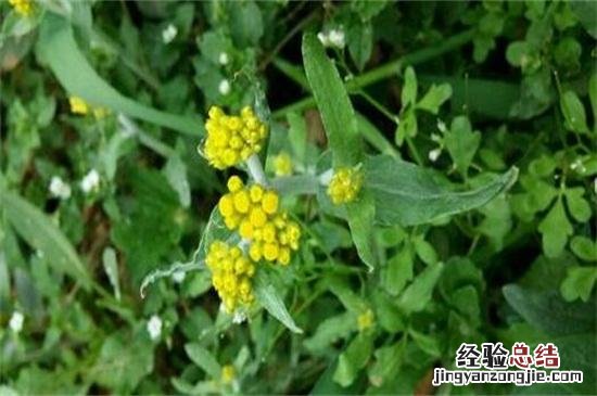 3大外形特征教你辨别艾草 艾草是什么样子的图片